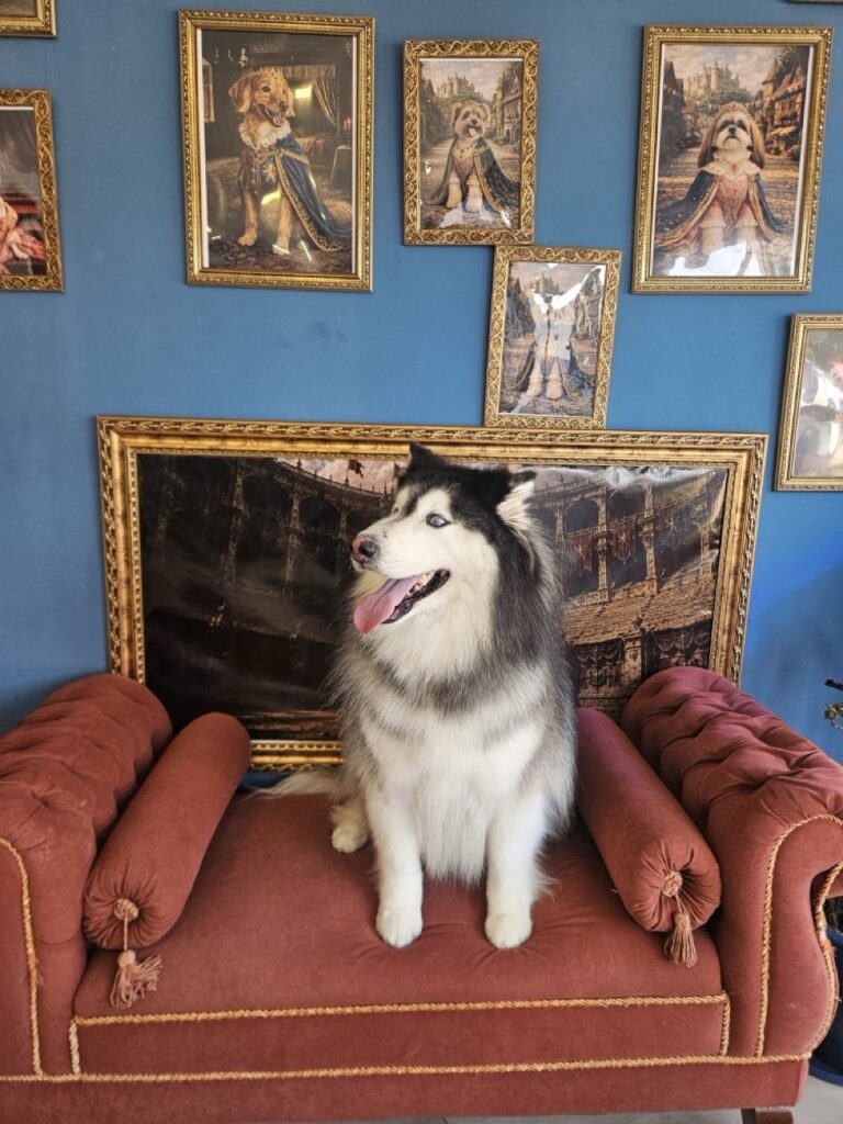 Príncipe na Realeza Pets, foto 6