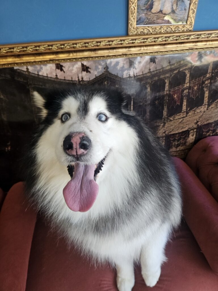 Príncipe na Realeza Pets, foto 7
