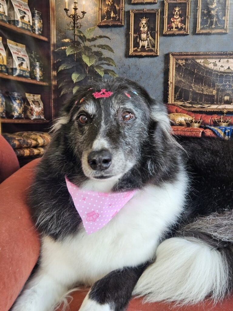 Princesa, Border Collie atendido na Realeza Pets