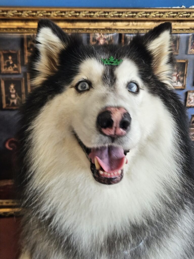 Príncipe, Husky Siberiano atendido na Realeza Pets