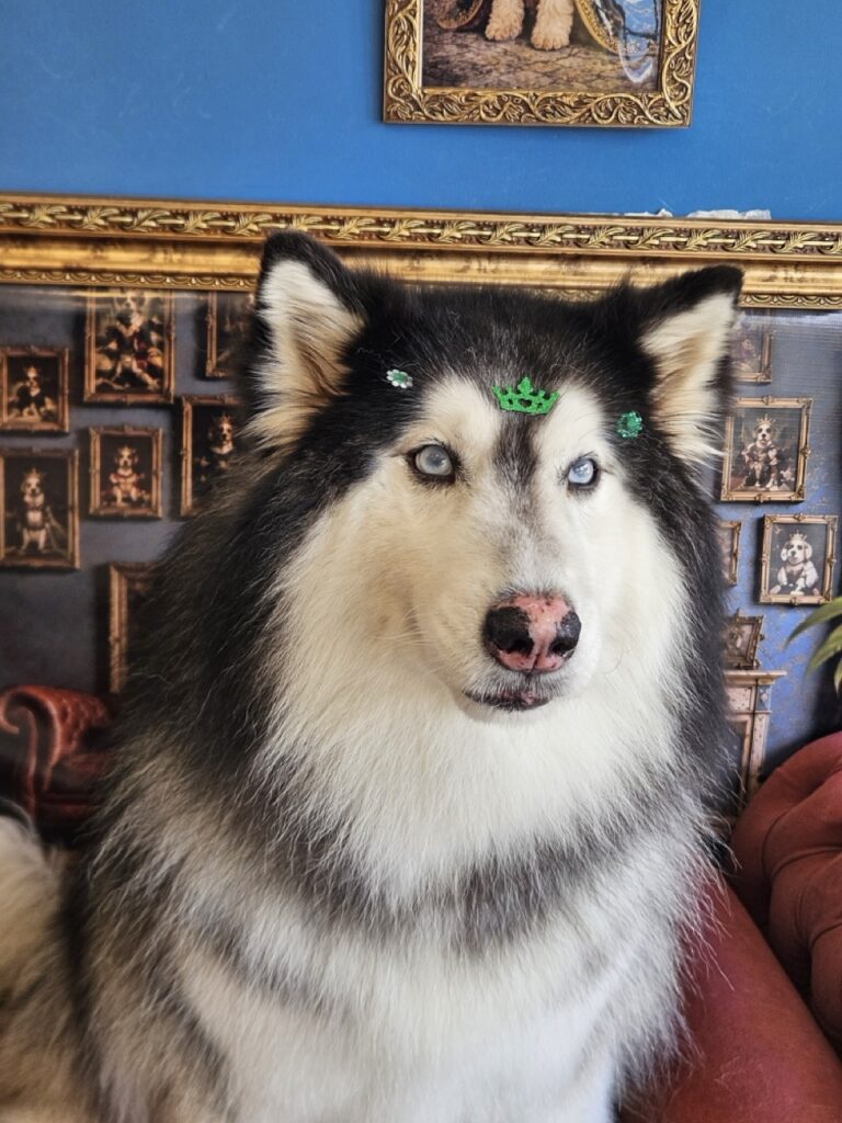 Príncipe na Realeza Pets, foto 10