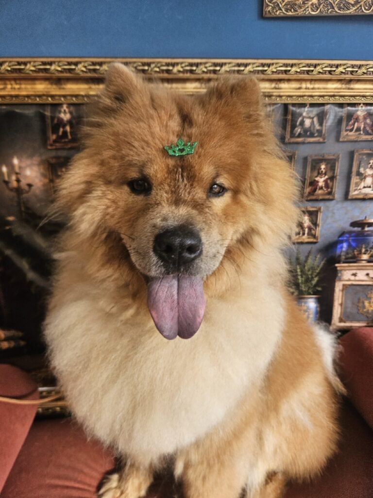 Barão, Chow Chow atendido na Realeza Pets