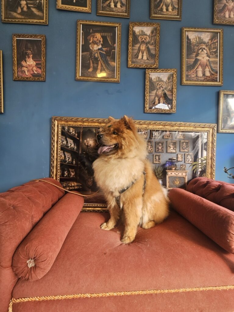 Barão na Realeza Pets, foto 10