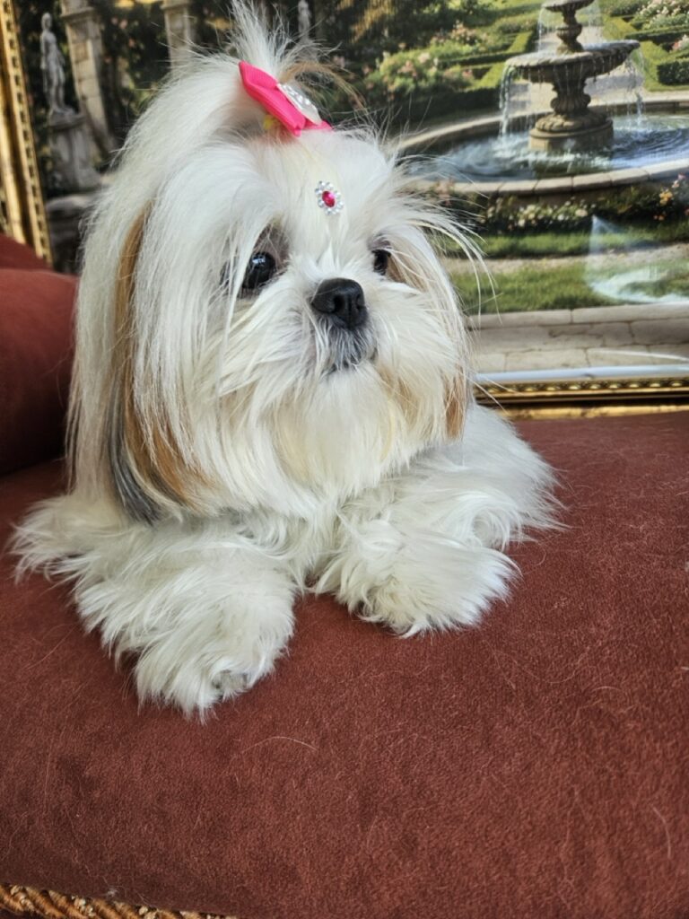 Amora Louise na Realeza Pets, foto 21