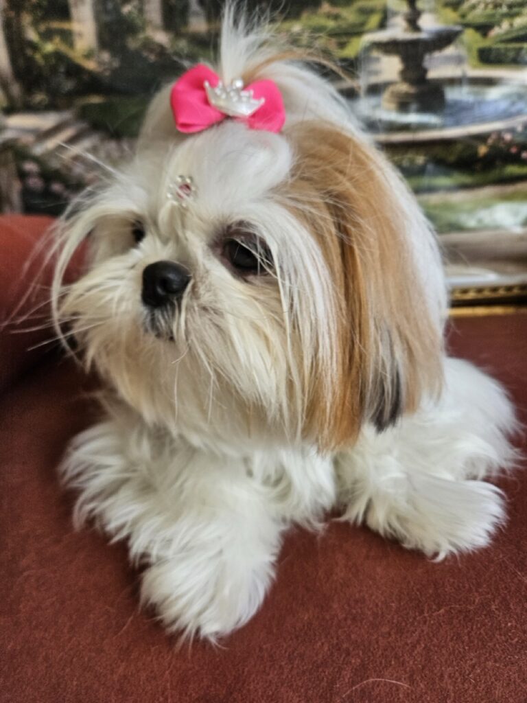 Amora Louise na Realeza Pets, foto 22