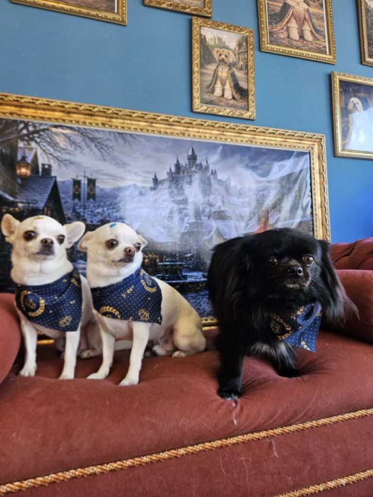 Black na Realeza Pets, foto 16