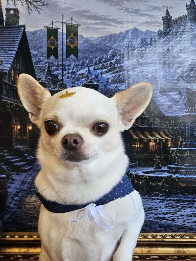 Tedy na Realeza Pets, foto 14