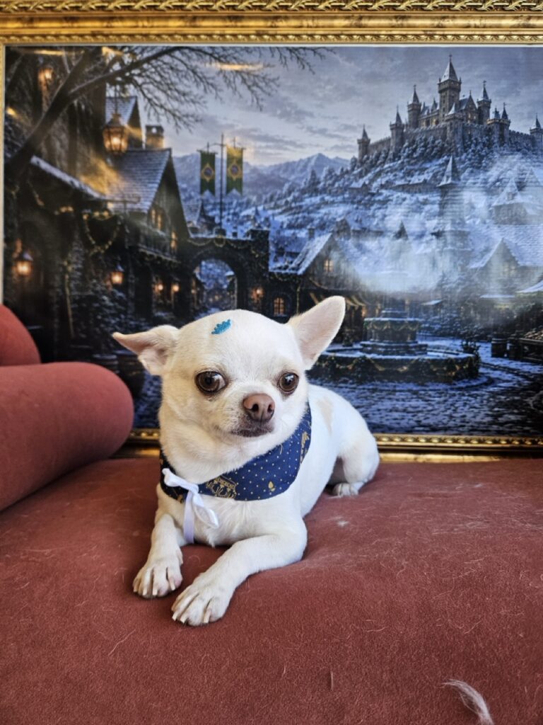 Fred na Realeza Pets, foto 15