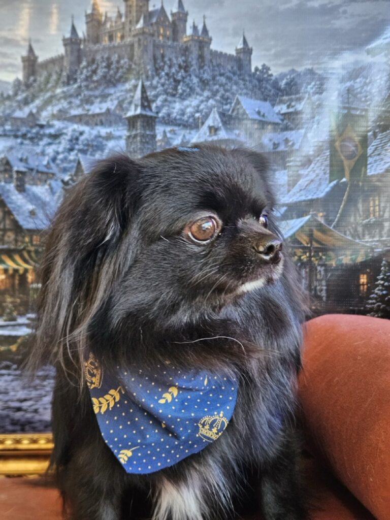 Black na Realeza Pets, foto 18