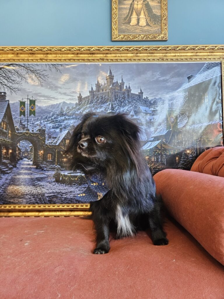 Black na Realeza Pets, foto 19