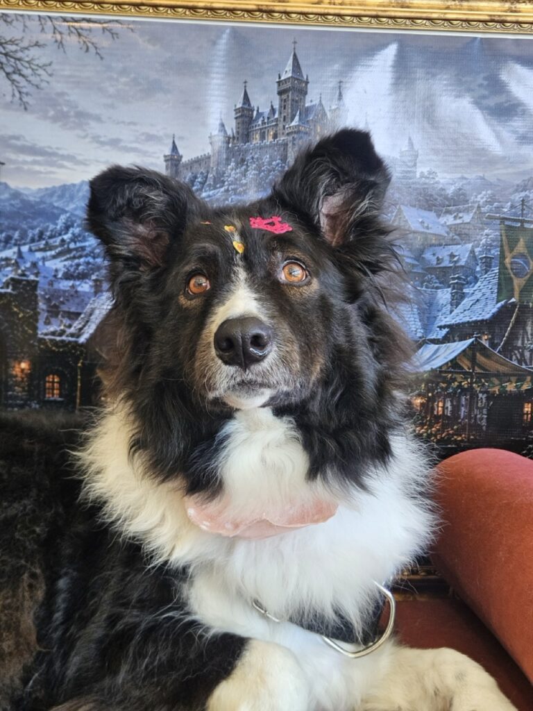 Layka na Realeza Pets, foto 27