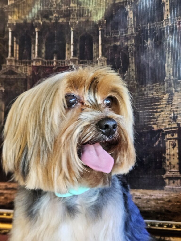 Fred na Realeza Pets, foto 43