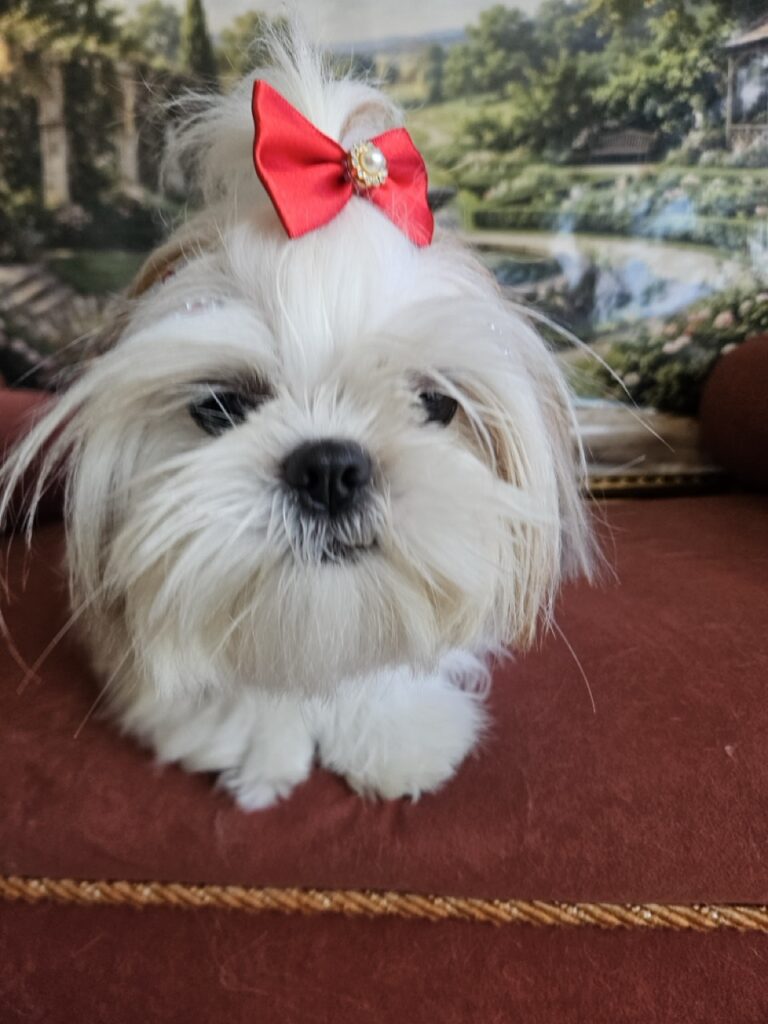 Amora Louise na Realeza Pets, foto 15