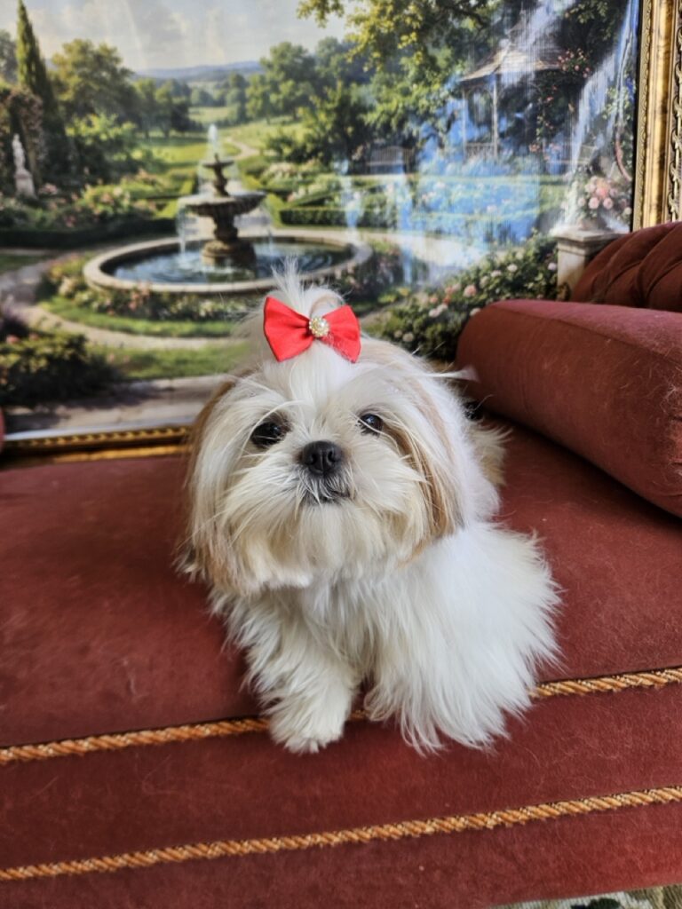 Amora Louise na Realeza Pets, foto 16