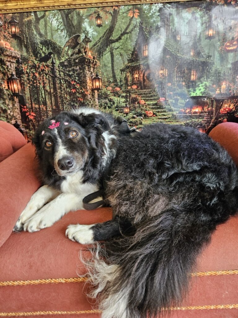 Layka na Realeza Pets, foto 32
