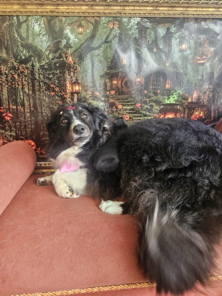 Layka na Realeza Pets, foto 33