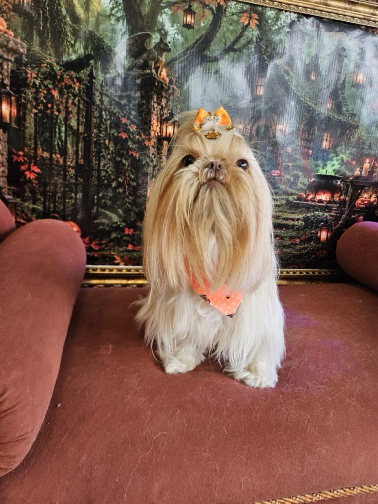 Aurora Catarina na Realeza Pets, foto 38