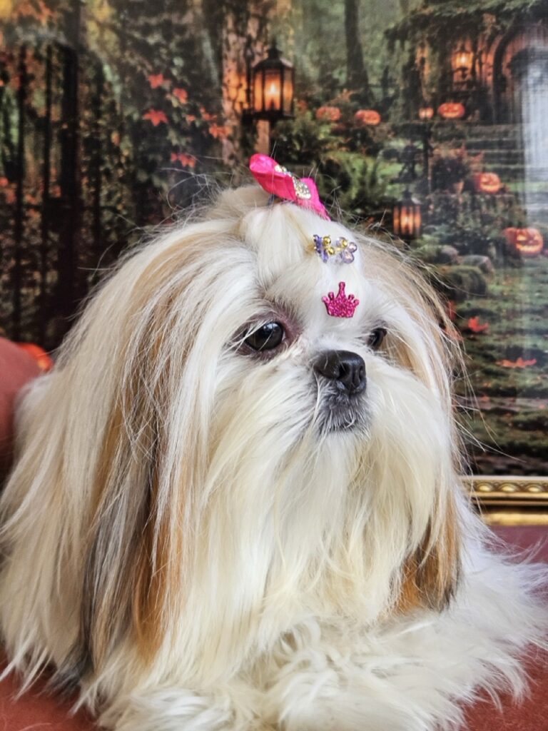 Amora Louise na Realeza Pets, foto 41