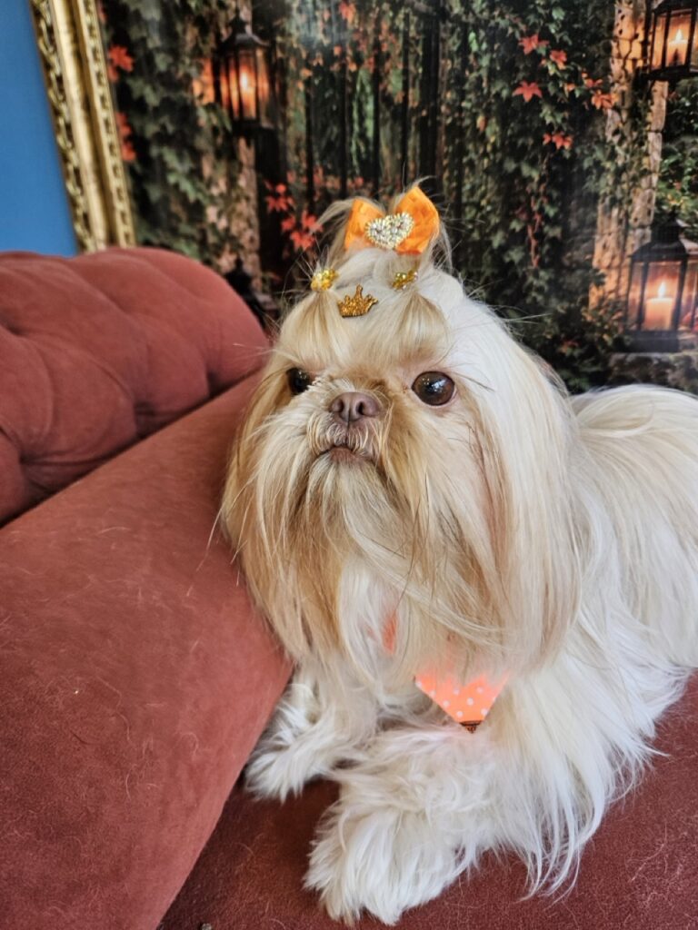 Aurora Catarina na Realeza Pets, foto 39