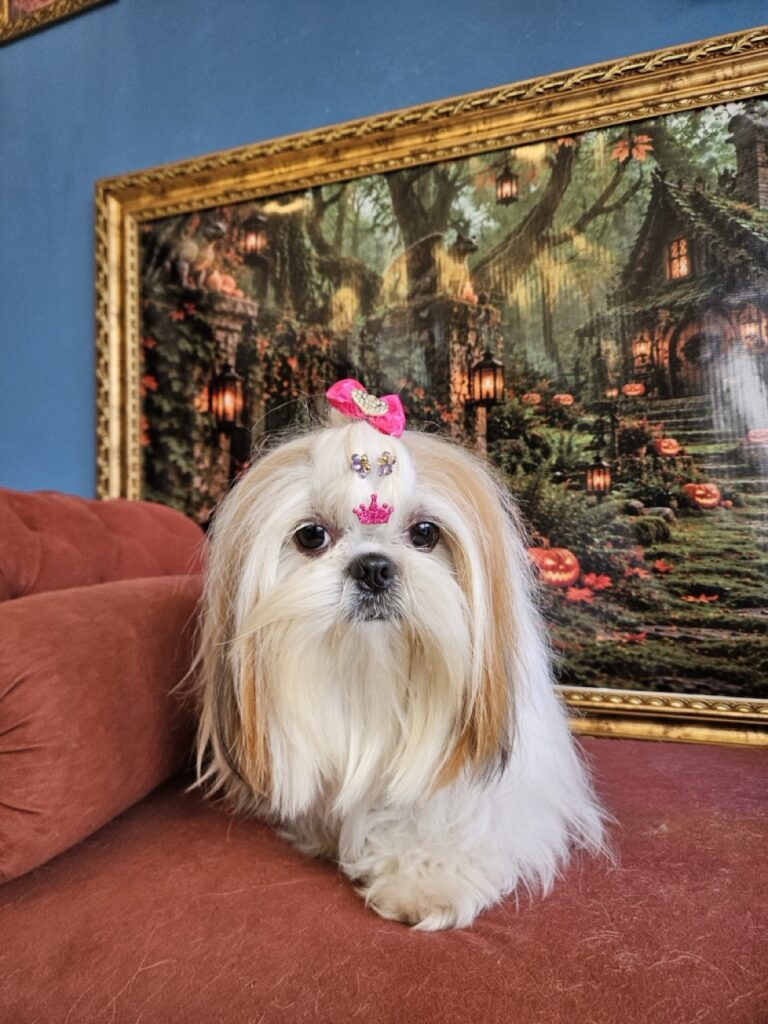 Amora Louise na Realeza Pets, foto 42