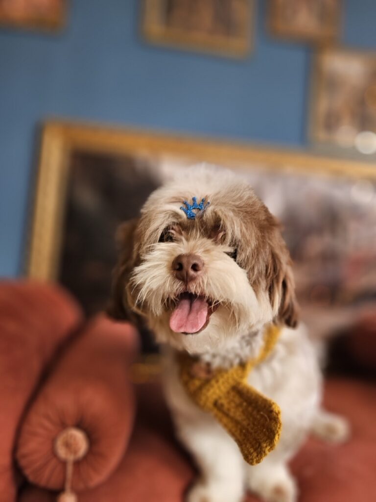 Ted na Realeza Pets, foto 10