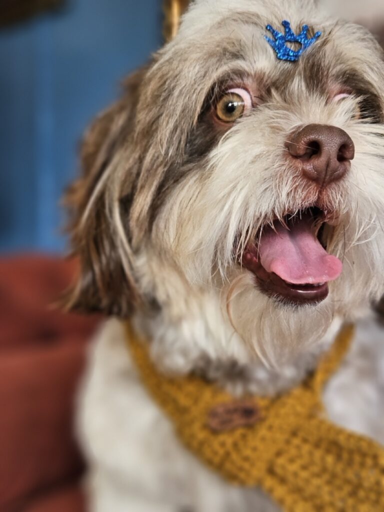 Ted na Realeza Pets, foto 12