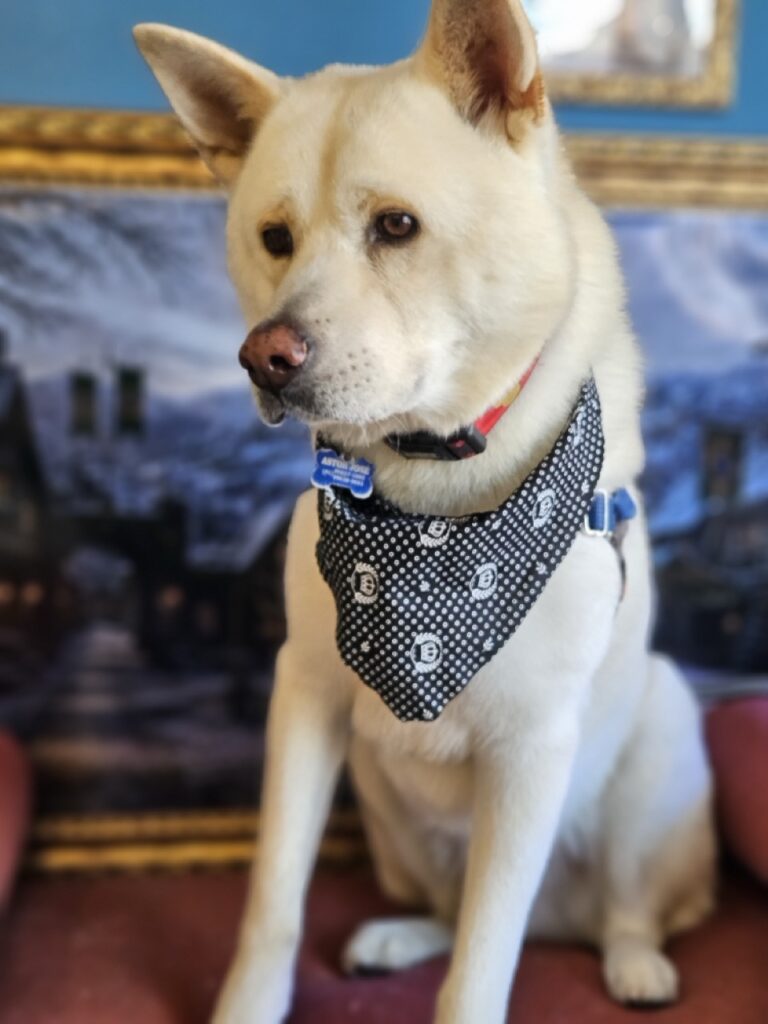 Astor, Akita atendido na Realeza Pets