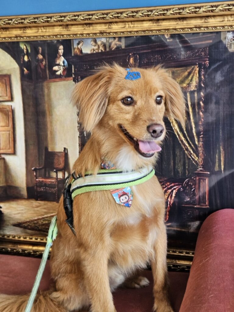 Apollo na Realeza Pets, foto 31