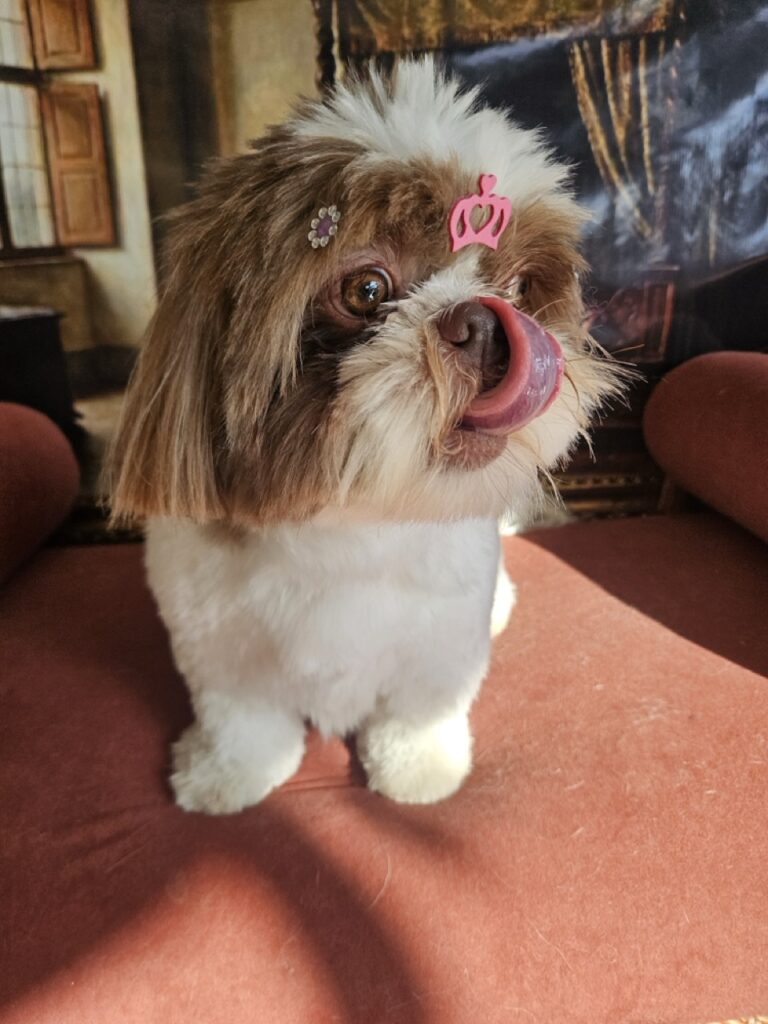 Mavie na Realeza Pets, foto 6