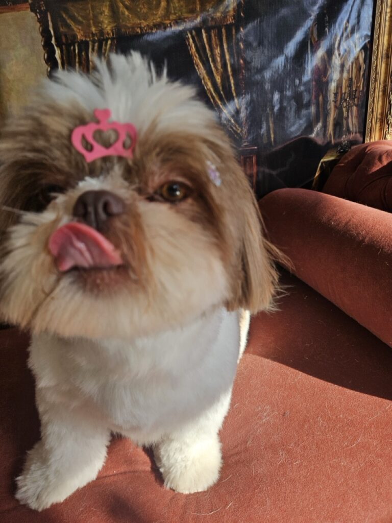 Mavie na Realeza Pets, foto 7