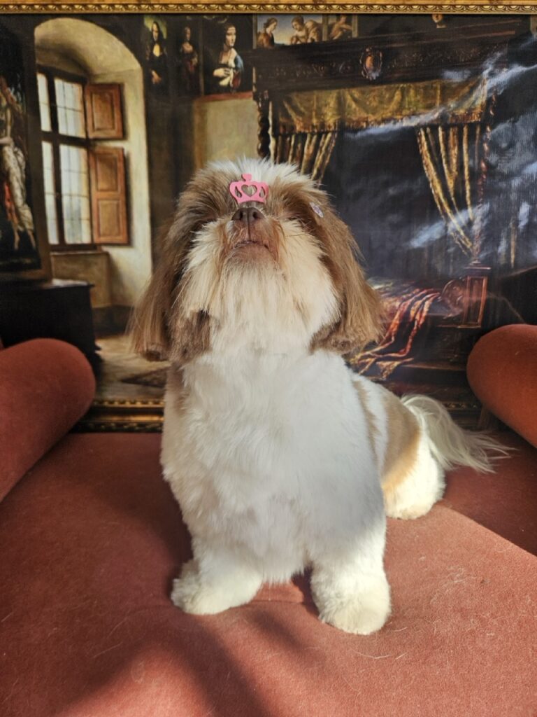 Mavie na Realeza Pets, foto 8