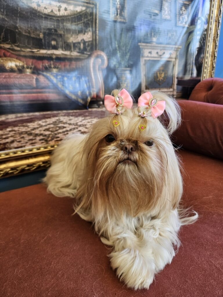 Aurora Catarina na Realeza Pets, foto 35