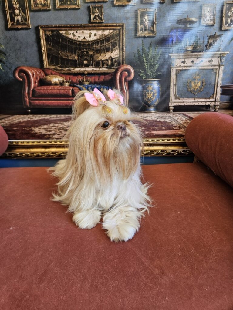 Aurora Catarina na Realeza Pets, foto 34
