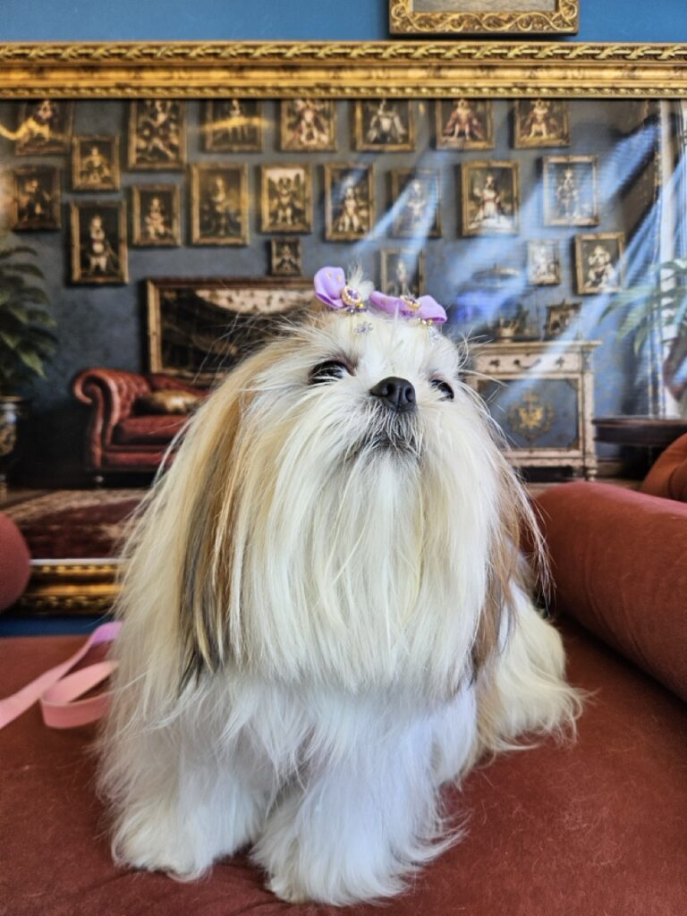 Amora Louise na Realeza Pets, foto 37
