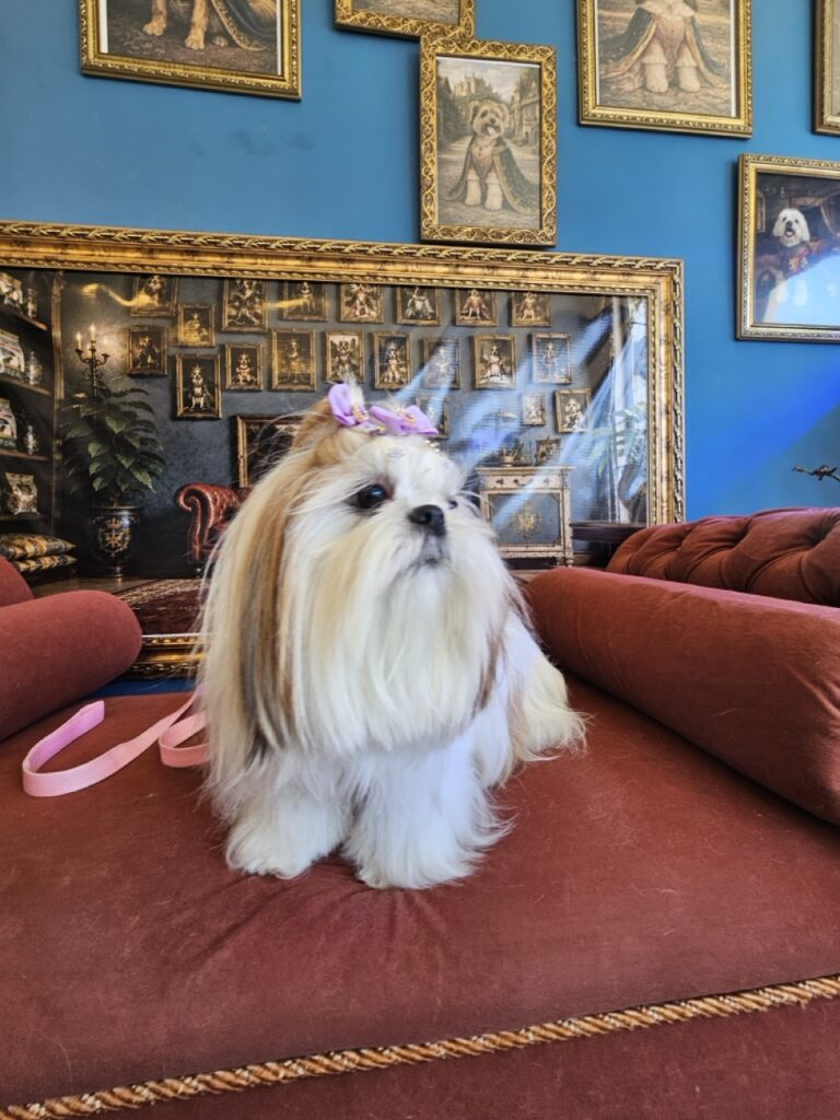 Amora Louise na Realeza Pets, foto 38