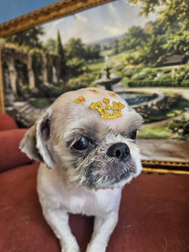 Fofura na Realeza Pets, foto 7