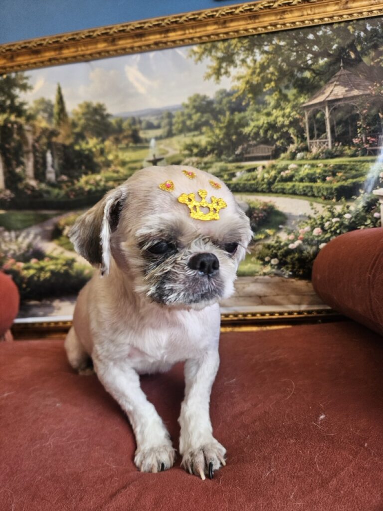 Fofura na Realeza Pets, foto 8