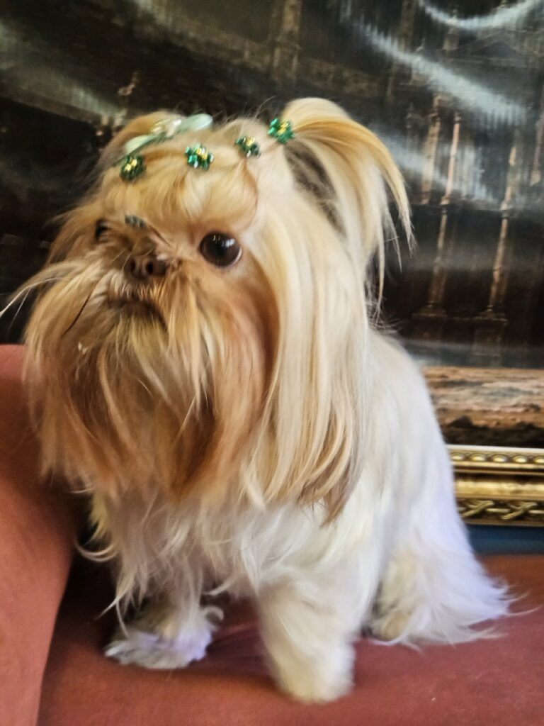 Aurora Catarina na Realeza Pets, foto 29