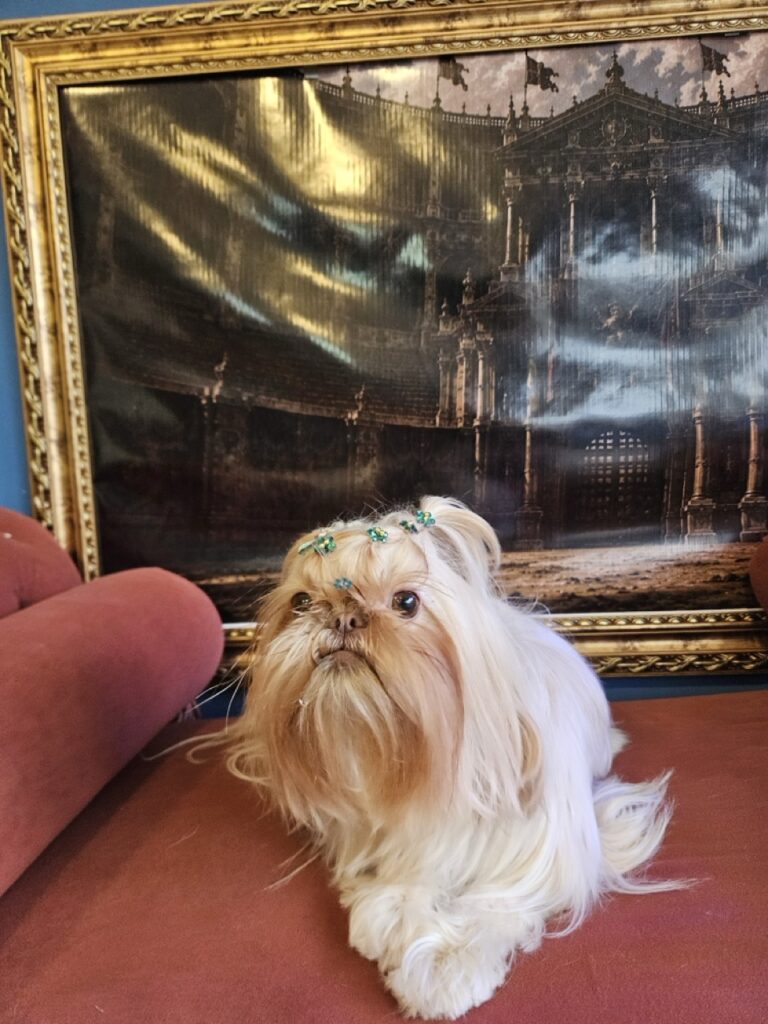 Aurora Catarina na Realeza Pets, foto 30