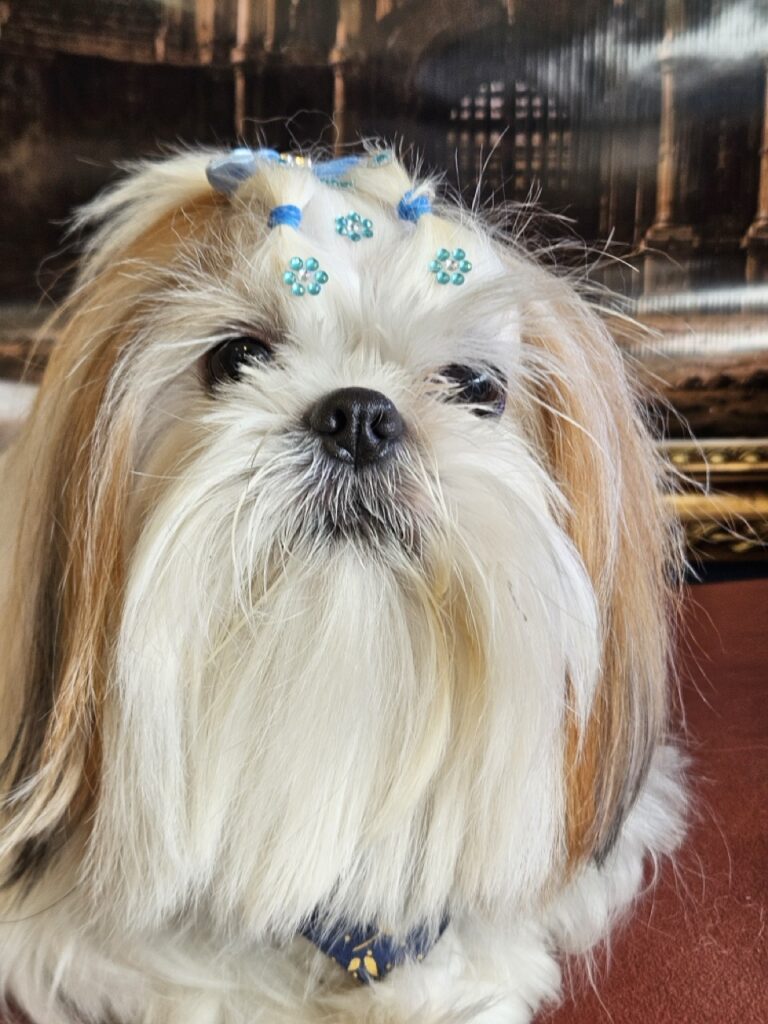 Amora Louise na Realeza Pets, foto 32