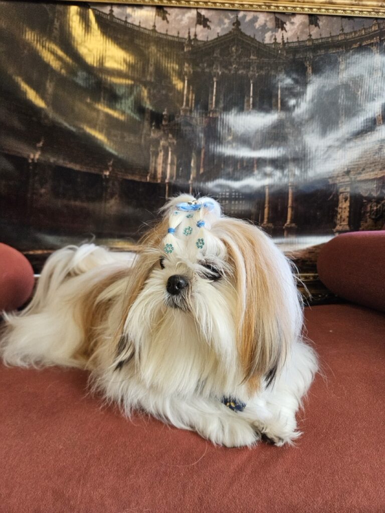 Amora Louise na Realeza Pets, foto 33
