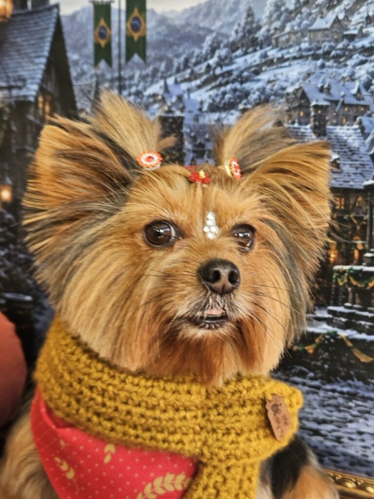 Yorkshire Terrier filhote depois de tomar banho e  fazer tosa na tesura na Realeza Pets em Curitiba