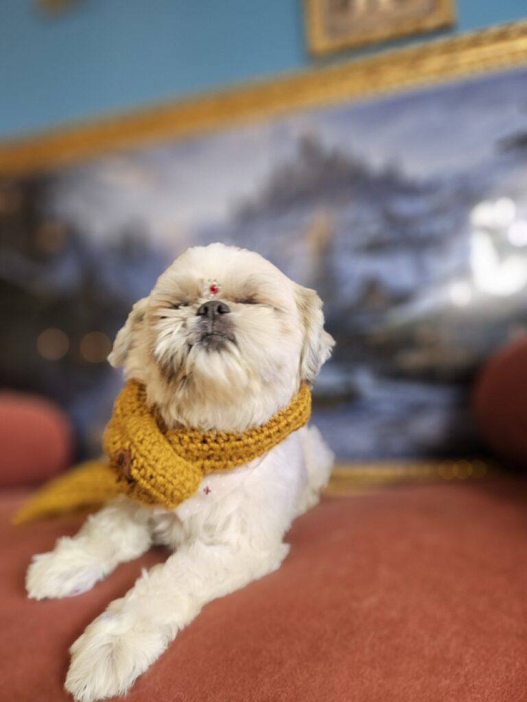 Fofura na Realeza Pets, foto 9