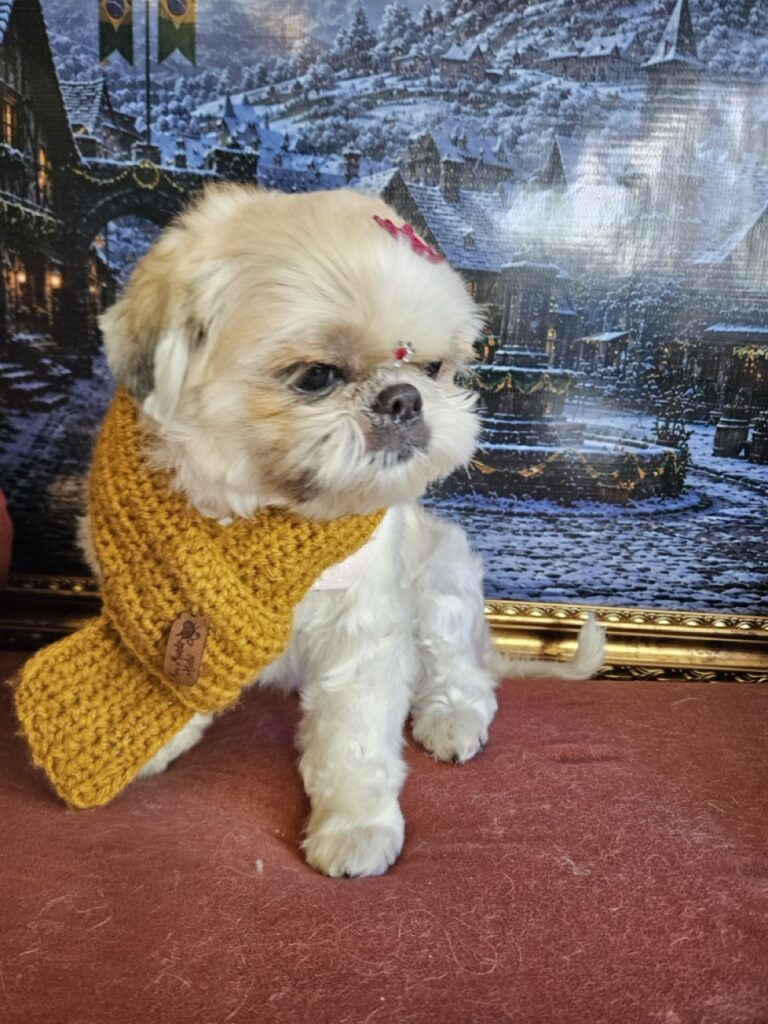 Fofura, Shih Tzu atendido na Realeza Pets