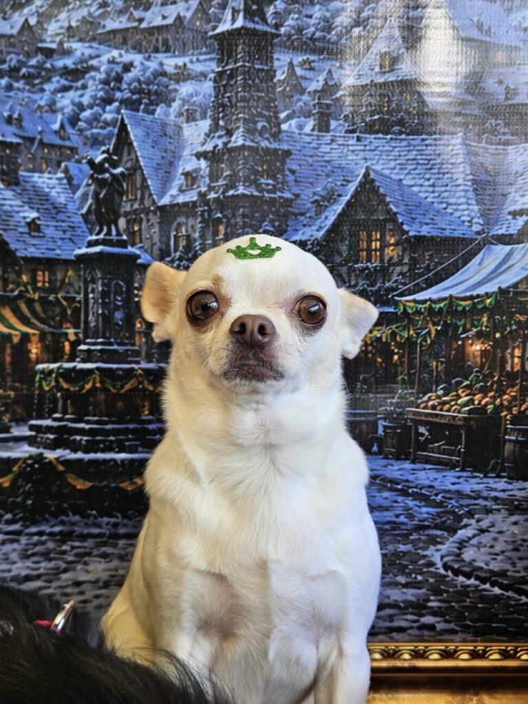Tedy na Realeza Pets, foto 10