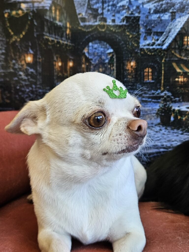 Fred na Realeza Pets, foto 12