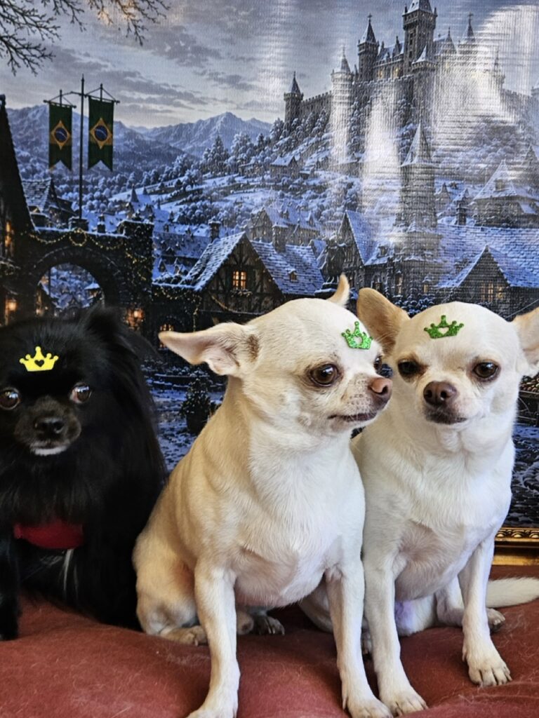 Black na Realeza Pets, foto 14
