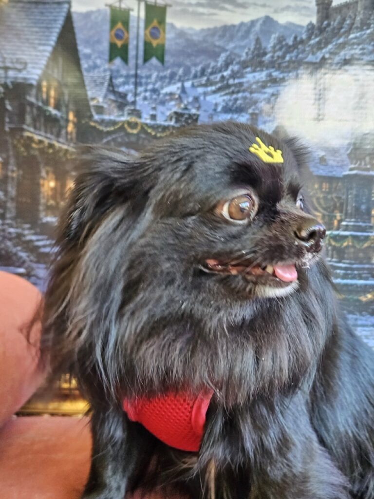 Black na Realeza Pets, foto 15