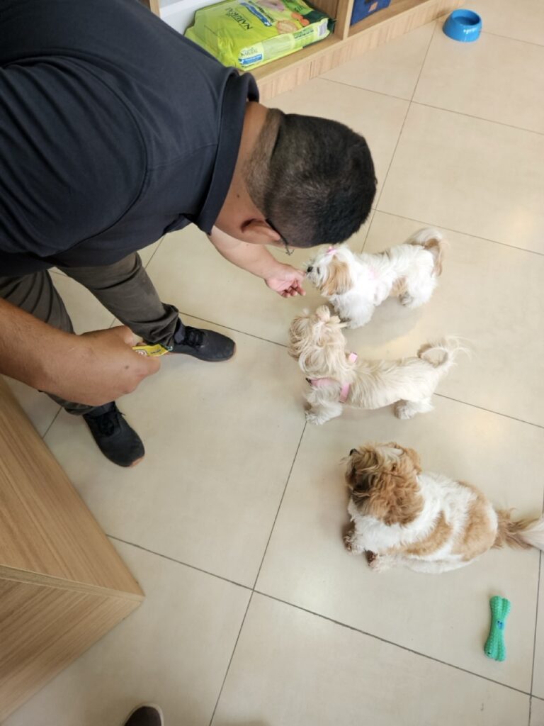 Amora Louise na Realeza Pets, foto 17