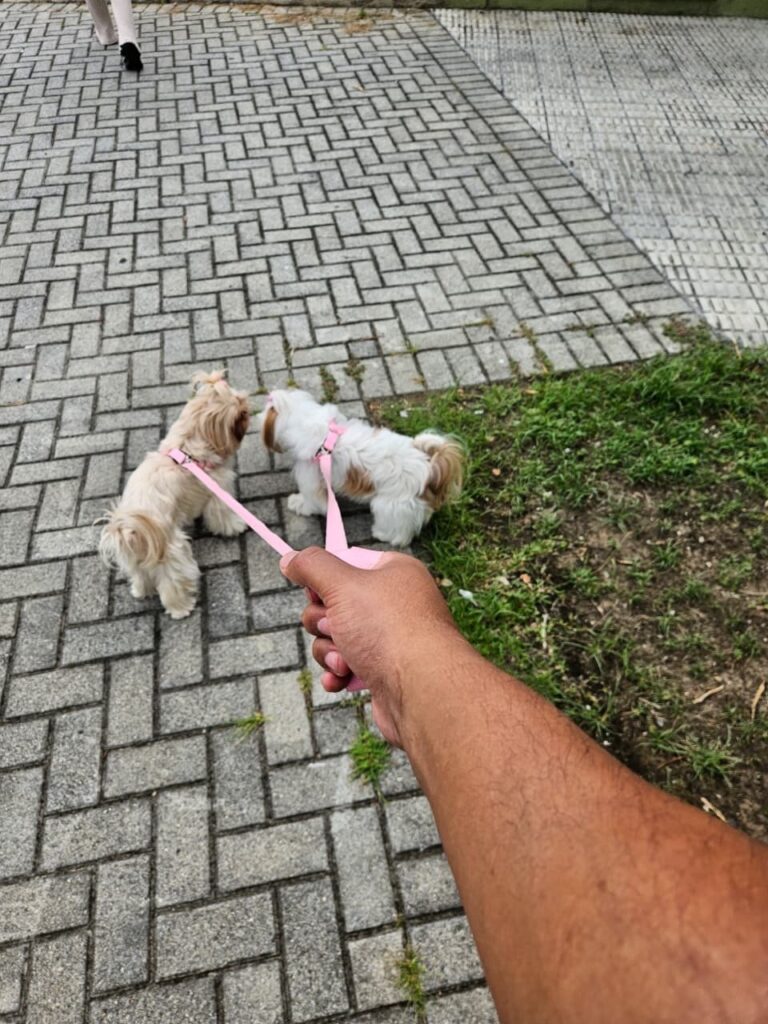 Amora Louise na Realeza Pets, foto 18